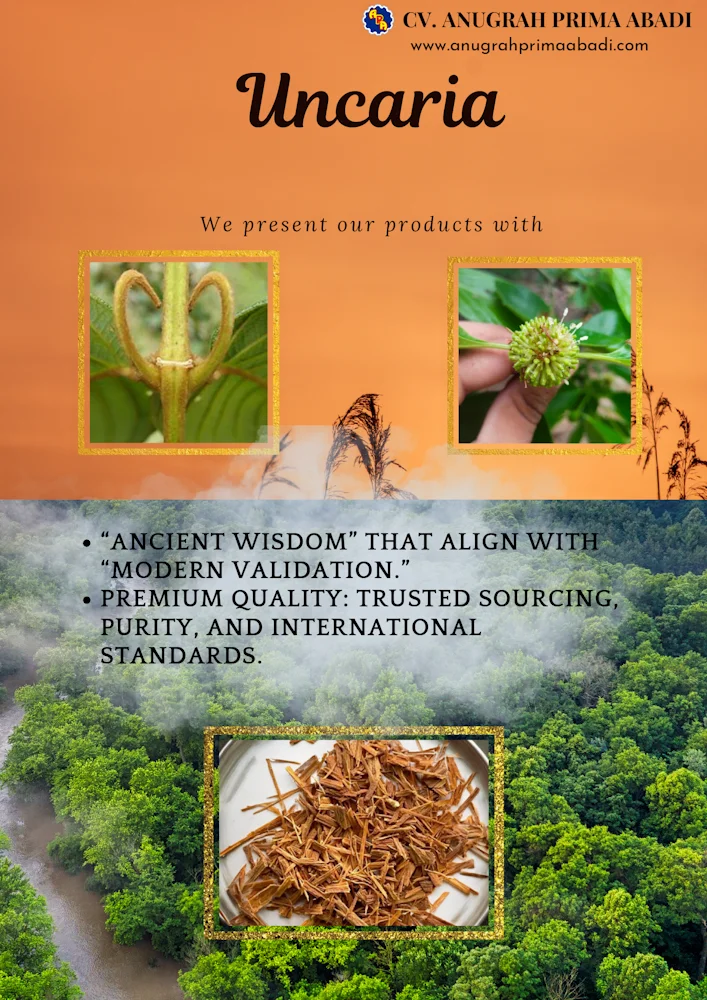 CV Anugrah Prima Abadi Premium Indonesian Natural Commodities Uncaria